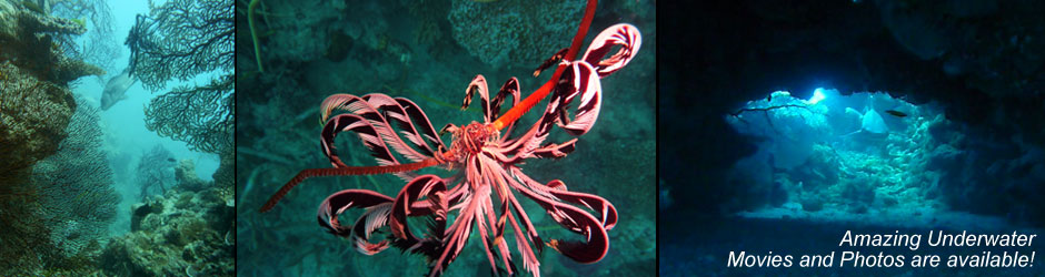 Amazing Underwater Movies and Photos are available!